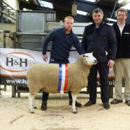 Champion Ewe