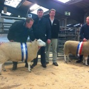 Champions Ewe & Reserve Champion Ewe