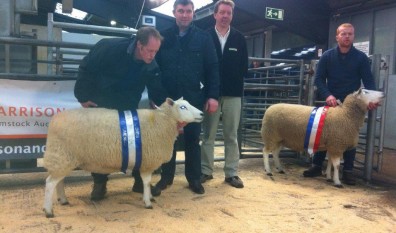 Champions Ewe & Reserve Champion Ewe