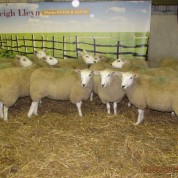 Crop of Ewe Lambs 2014