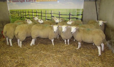 Crop of Ewe Lambs 2014