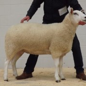 2nd Prize Shearling Ewe – £700 (Carlisle Sale 2015)