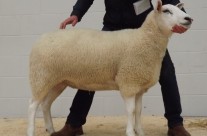 2nd Prize Shearling Ewe – £700 (Carlisle Sale 2015)
