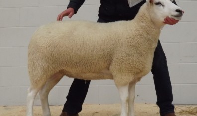 2nd Prize Shearling Ewe – £700 (Carlisle Sale 2015)