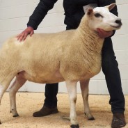 1st Prize Shearling Ewe – £1000 (Carlisle Sale 2015)