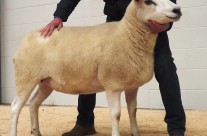 1st Prize Shearling Ewe – £1000 (Carlisle Sale 2015)