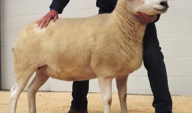 1st Prize Shearling Ewe – £1000 (Carlisle Sale 2015)
