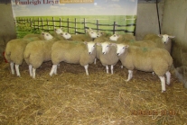 show-ewe-lambs-002